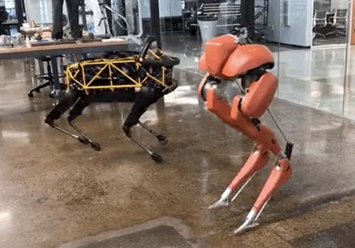 ¡Conmocionado! El robot bípedo Cassie rompe el récord mundial Guinness de los 100 metros en 24,73 segundos
